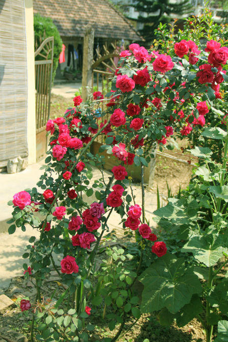 Sa Pa rợp sắc hoa hồng tháng Tư