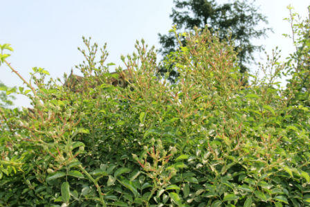 Sa Pa rợp sắc hoa hồng tháng Tư