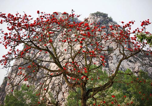 Thơ tình của núi