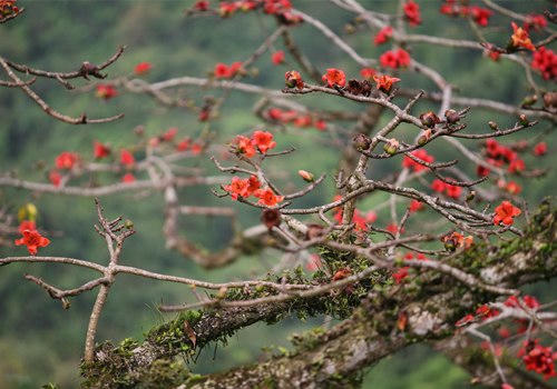Những cành khẳng khiu rêu mốc đã dồn nhựa sống để bật ra những bông hoa đỏ thắm