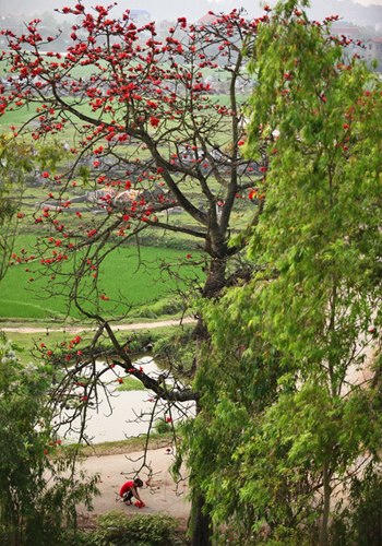 Thiếu nữ nhặt hoa