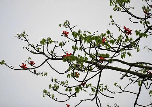 Những nhành lộc xanh xen lẫn với mầu đỏ của hoa gạo báo hiệu hè đã sang