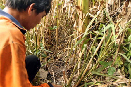 “Thế giới ngầm” buôn bán động vật hoang dã quý hiếm