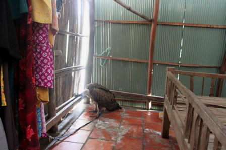 “Thế giới ngầm” buôn bán động vật hoang dã quý hiếm