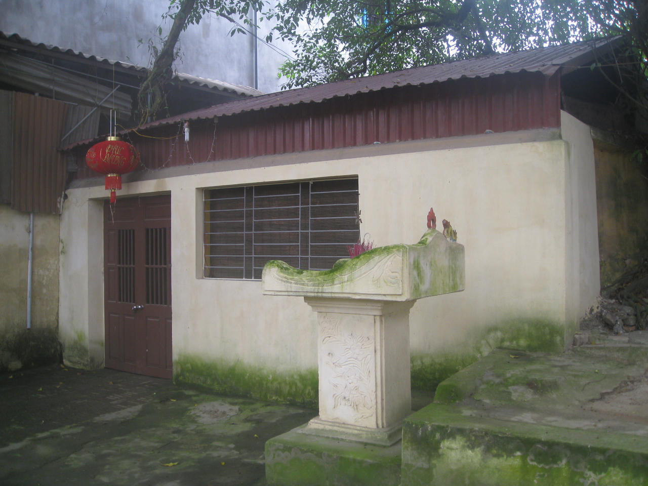 Cây duối nghìn tuổi “tai họa” dưới chân ngôi miếu cổ