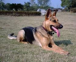 Gay cấn phút "cân não" bắt kẻ hiếp dâm bé gái rồi bỏ trốn (phần 2)