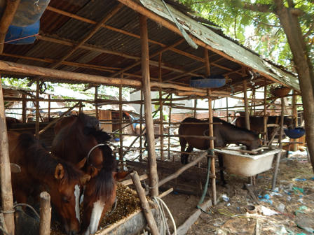 Huyền thoại ngựa đua náu nghĩa trang chờ thời