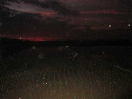 Trốn nắng 40 độ, bà con nhọc nhằn đi cấy đêm