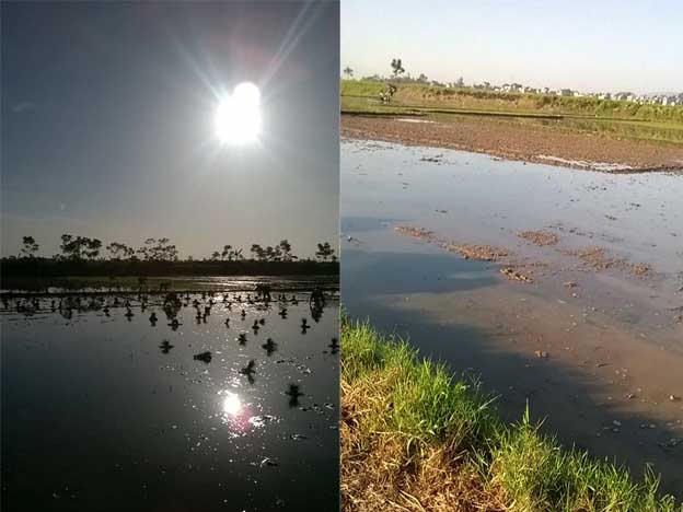 Trốn nắng 40 độ, bà con nhọc nhằn đi cấy đêm