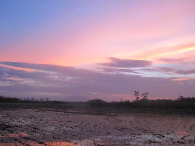 Trốn nắng 40 độ, bà con nhọc nhằn đi cấy đêm