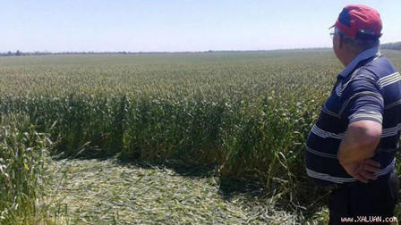 Người ngoài hành tinh tạo những vòng tròn bí ẩn trên cánh đồng?