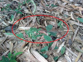 Tìm được con dao gây án của Đặng Văn Hùng