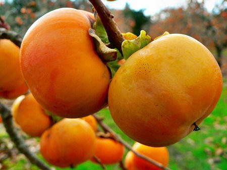 Những loại quả bổ dưỡng nhưng coi chừng... tắc ruột