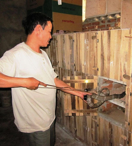 Đổi đời nhờ liều nuôi...“tử thần“