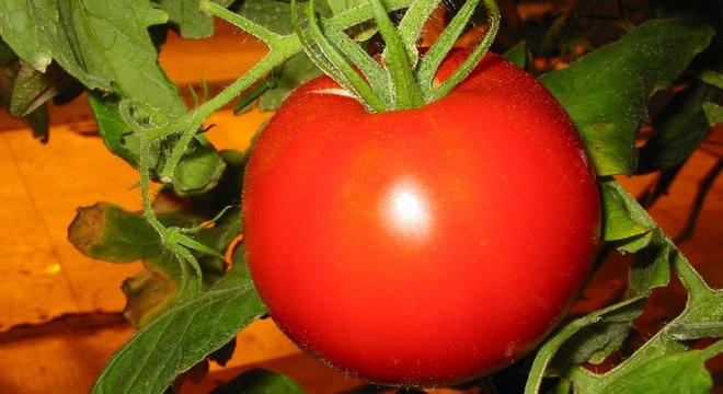 SOS khi dùng cà chua không đúng cách