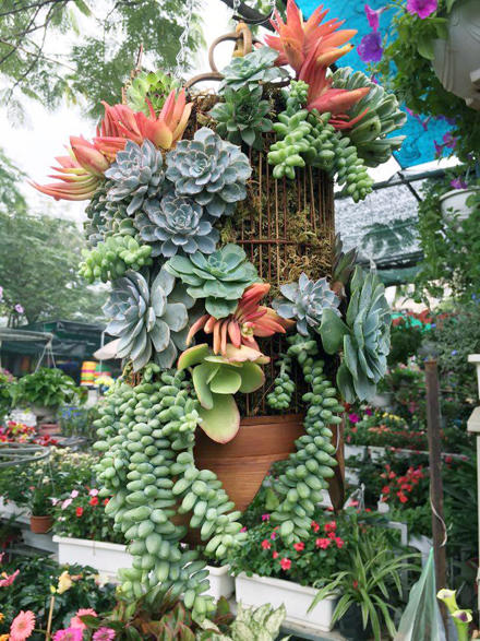 Tưng bừng hương sắc Tết  trên chợ hoa Vạn Phúc 