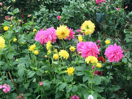 Tưng bừng hương sắc Tết  trên chợ hoa Vạn Phúc 