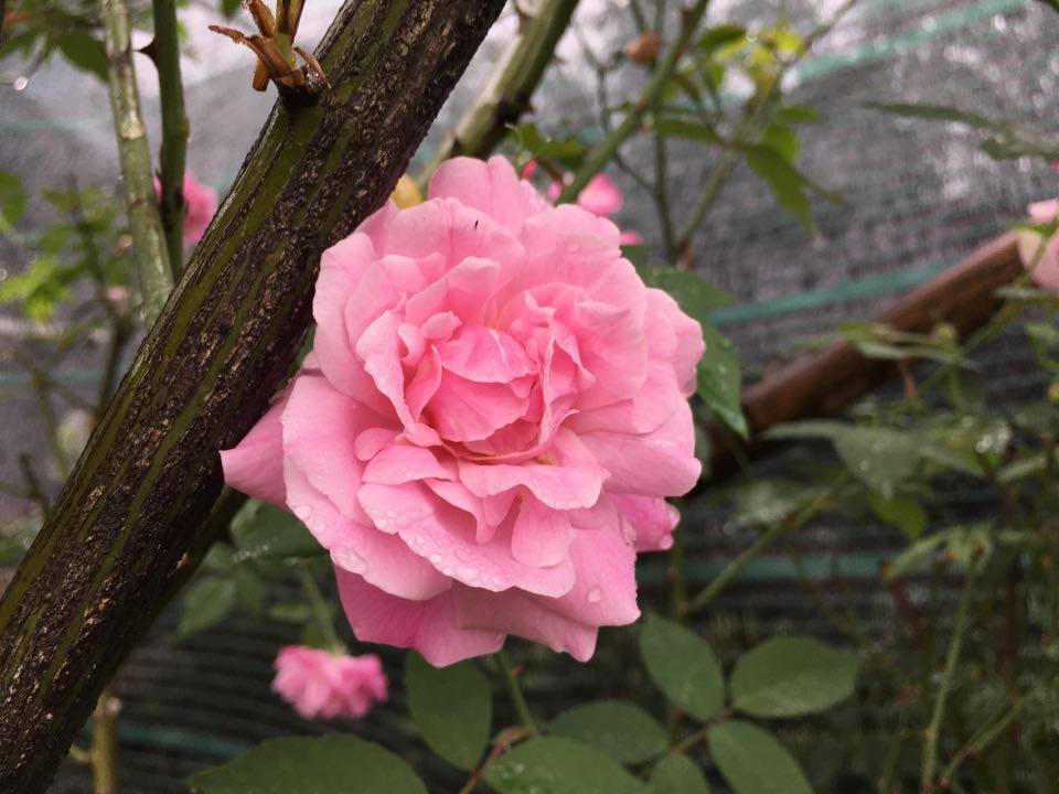 Tưng bừng hương sắc Tết  trên chợ hoa Vạn Phúc 