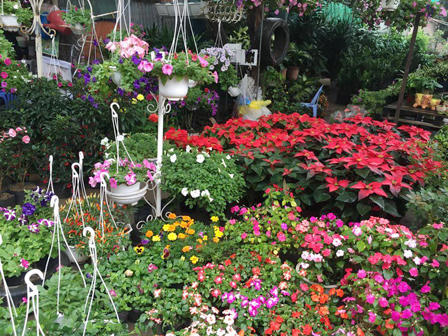 Tưng bừng hương sắc Tết  trên chợ hoa Vạn Phúc 