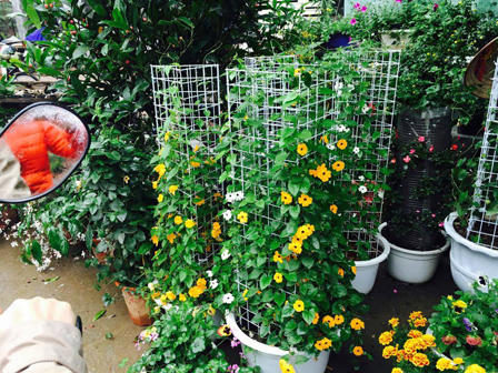 Tưng bừng hương sắc Tết  trên chợ hoa Vạn Phúc 