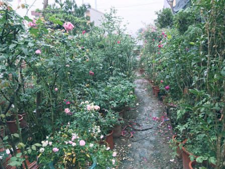 Tưng bừng hương sắc Tết  trên chợ hoa Vạn Phúc 