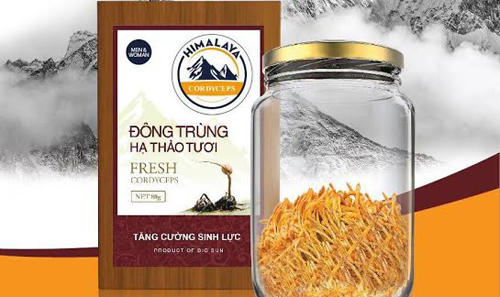 Người Việt nuôi cấy thành công thần dược Tây Tạng