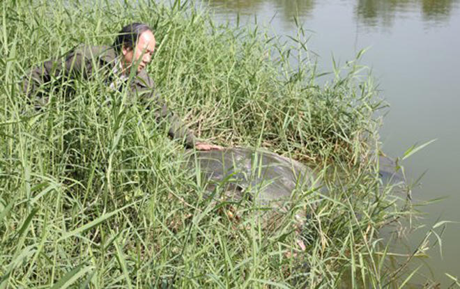 Rùa hồ Gươm trong ký ức người Hà Nội