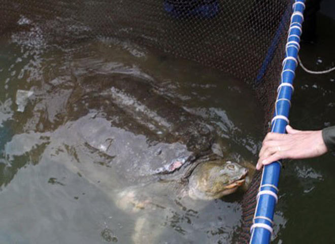 Rùa hồ Gươm trong ký ức người Hà Nội