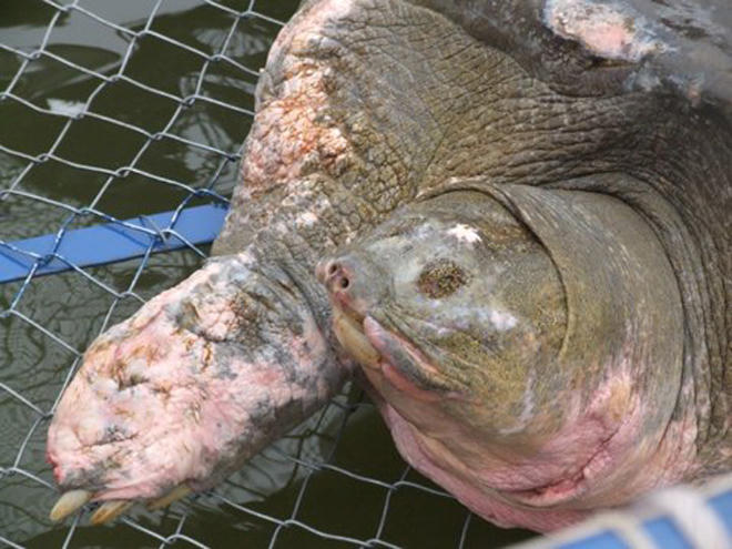 Rùa hồ Gươm trong ký ức người Hà Nội