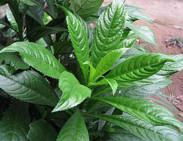 15 bài thuốc dễ kiếm chữa ho có đờm cực hiệu nghiệm