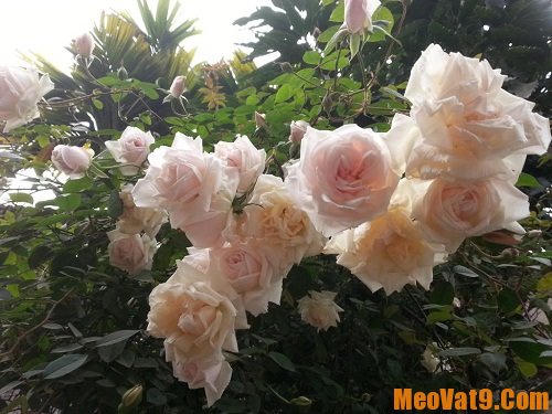 15 bài thuốc dễ kiếm chữa ho có đờm cực hiệu nghiệm