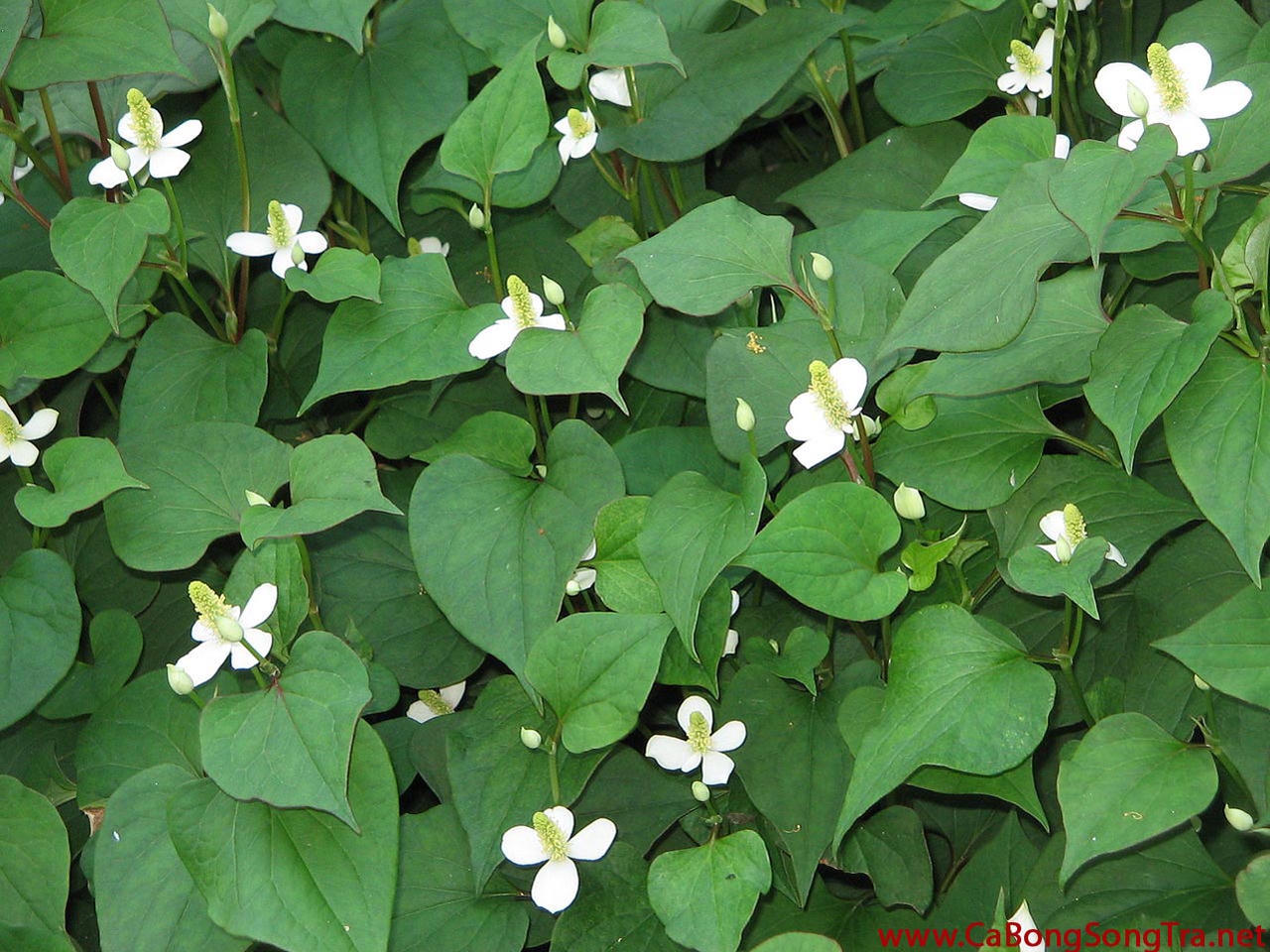 15 bài thuốc dễ kiếm chữa ho có đờm cực hiệu nghiệm