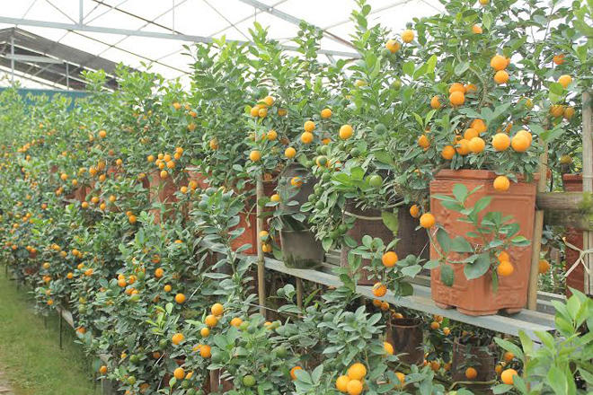 Độc và lạ: Quất cảnh “cắp nách” đội giá "đại gia"