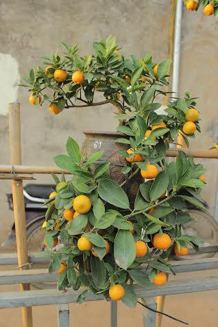 Độc và lạ: Quất cảnh “cắp nách” đội giá "đại gia"