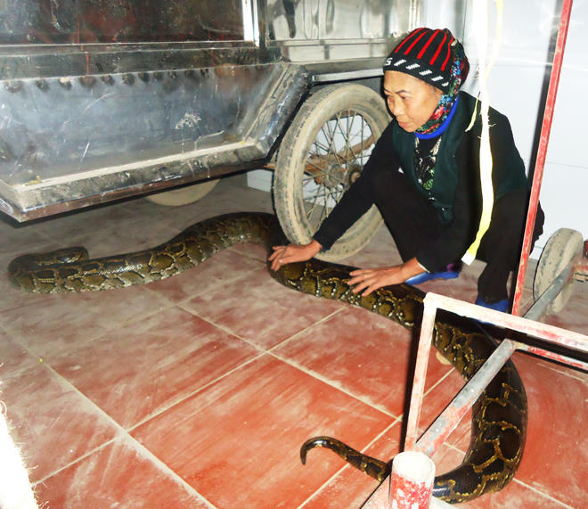 Con trăn “vật chết người” 11 năm luẩn quẩn trong nghĩa địa