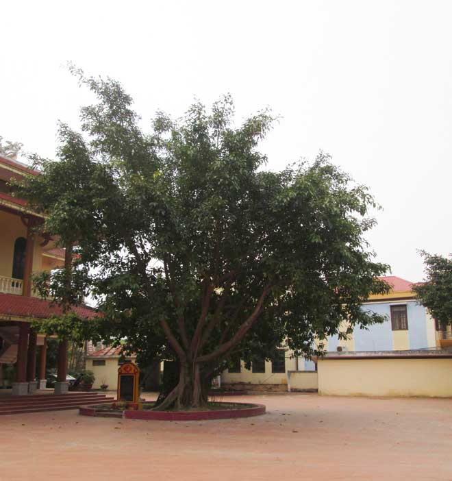 Ẩn số “kho vàng” dưới gốc đa 350 tuổi