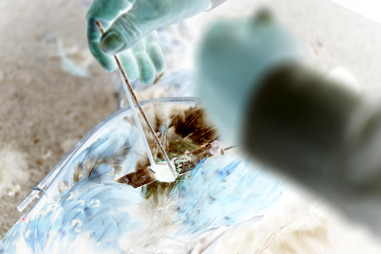 Thợ “thiến” chốn chợ phiên biên ải