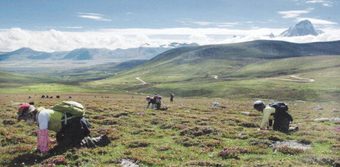 Sự thật về Đông Trùng Hạ Thảo khiến hàng triệu người nổi giận