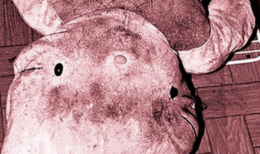 Nhồi tử thi trong tủ lạnh hòng che dấu vụ giết người dã man