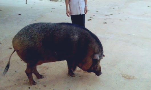 Chuyện kỳ lạ về chú heo mang pháp danh, có căn cốt chân tu 