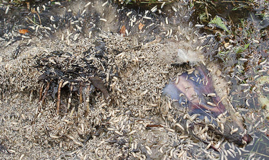 Kinh hãi sử dụng giòi để trị vết thương