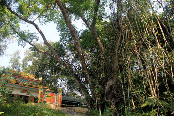 Tục săn máu và bản hiệp ước lạ kỳ