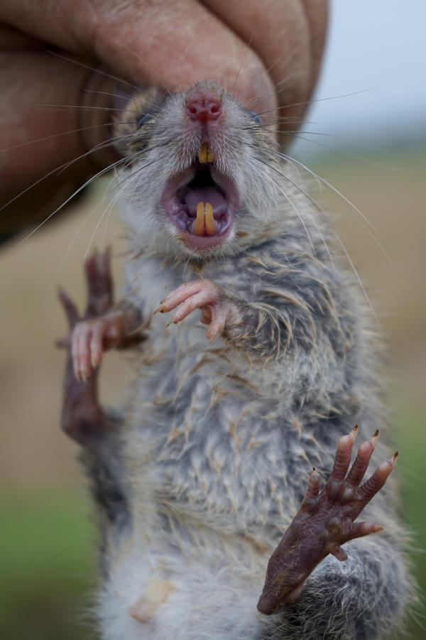 Trai tráng Thủ đô săn chuột đồng làm mồi nhậu