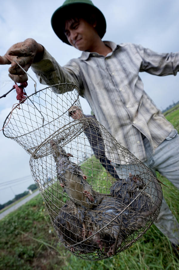 Trai tráng Thủ đô săn chuột đồng làm mồi nhậu
