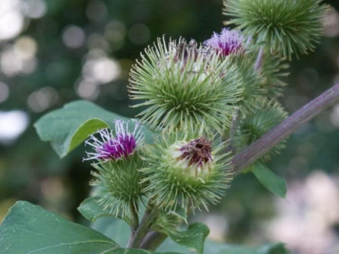 12 thực phẩm có công dụng thanh lọc máu