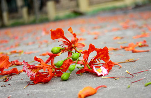 Rợp trời 'lửa” phượng