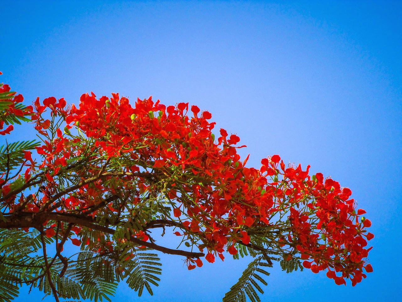 Rợp trời 'lửa” phượng