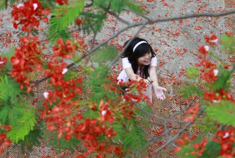 Rợp trời 'lửa” phượng