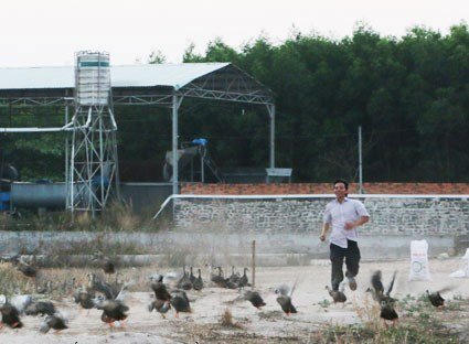 Dân Việt ăn sang: Lợn tẩm bổ thuốc bắc, cà chua bón trứng sữa