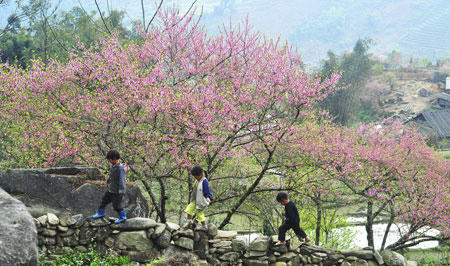 Ngắm sắc đào kiêu sa giữa núi rừng Tây Bắc